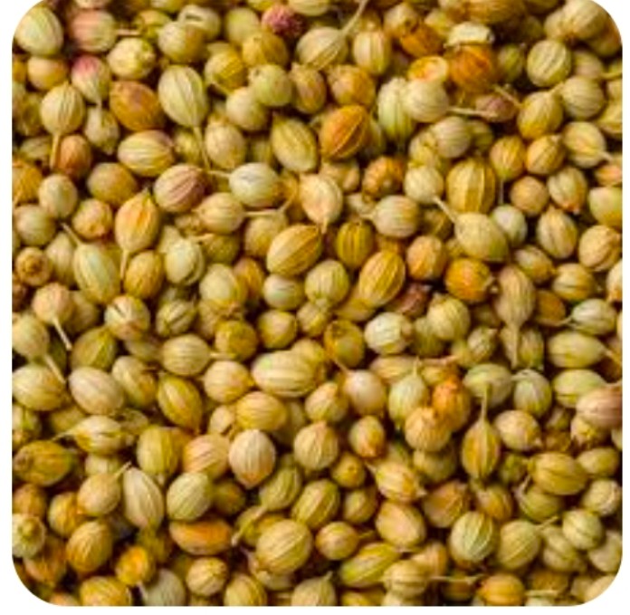 فروش بذر ارگانیک گشنیز با ارسال سریع از آناهیتا گشنیز