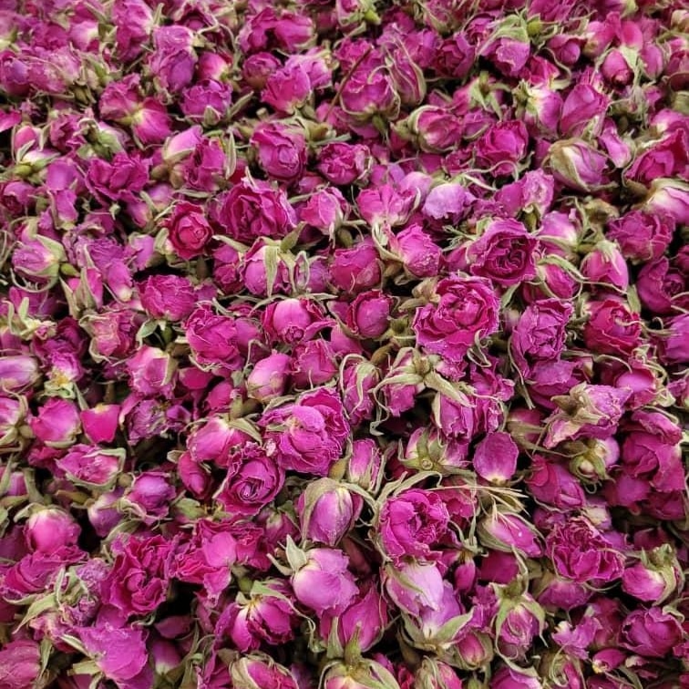 قیمت خرید عمده غنچه گل محمدی + با کیفیت عالی