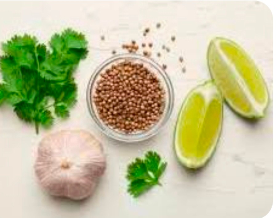 سفارش بذر تازه گشنیز اینترنتی از آناهیتا گشنیز