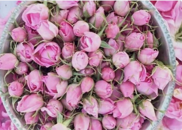 فروشندگان عمده غنچه گل محمدی + ارسال سریع