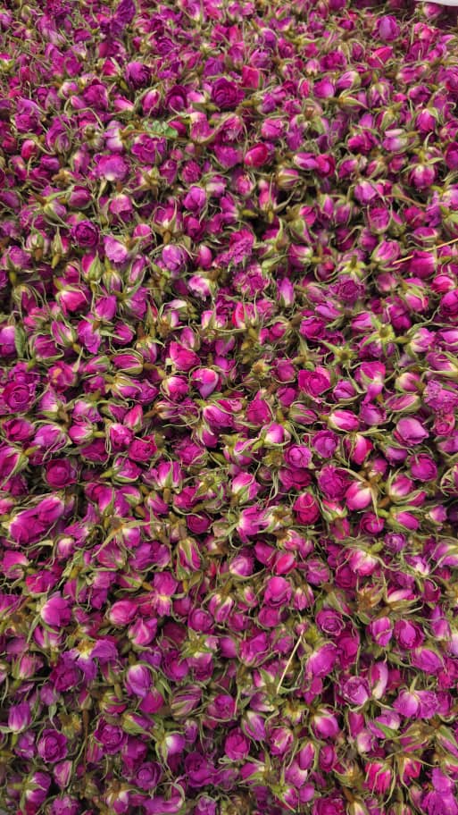 قیمت خرید و فروش عمده غنچه گل محمدی + تحویل درب انبار