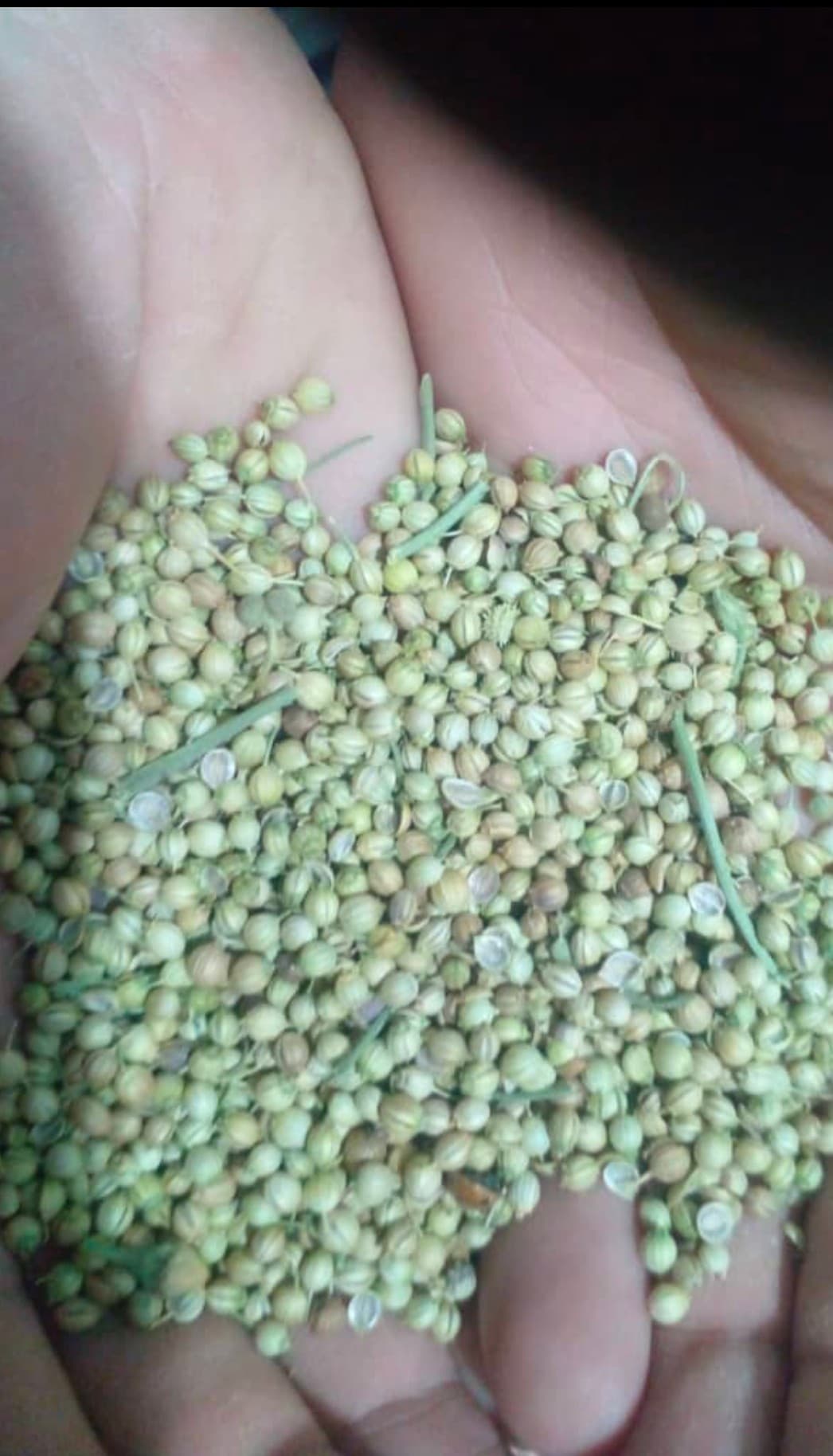 خرید سریع و ارسال بی وقفه بذر گشنیز از ما