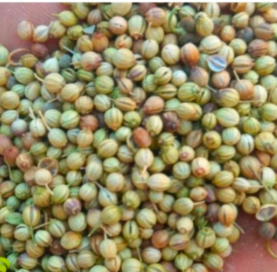 خریداری گشنیز بذر سورت شده از آناهیتا گشنیز