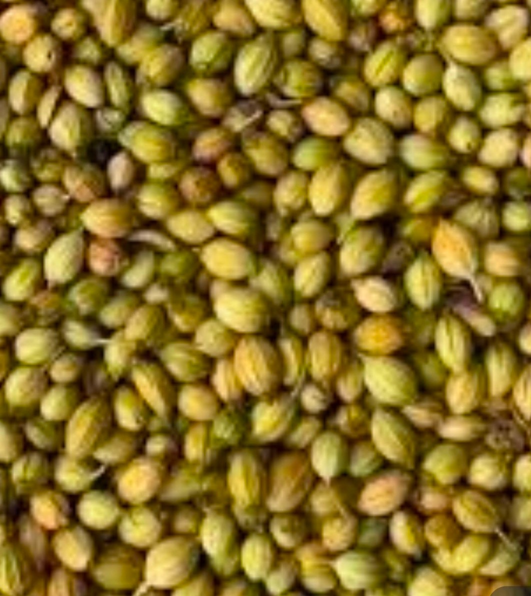 خرید گشنیز درجه دو شکسته از فروشگاه آناهیتا