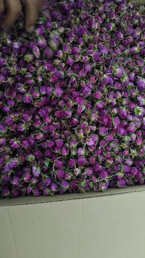قیمت انواع غنچه گل محمدی خشک + سورت شده