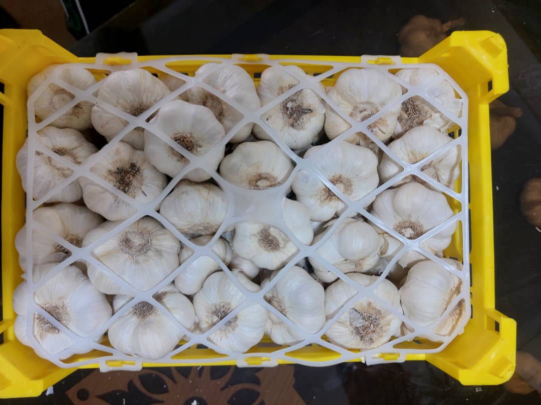 فروش سیر عمده و با کیفیت همدان