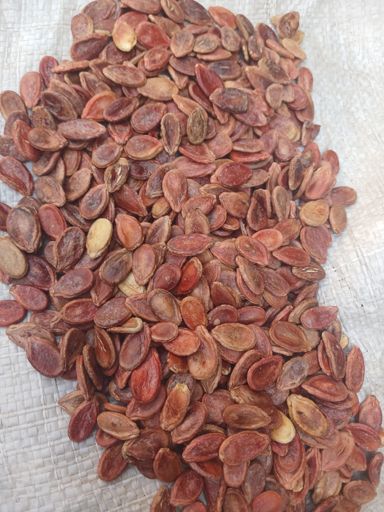 عرضه مستقیم تخمه ژاپنی + قيمت بصرفه