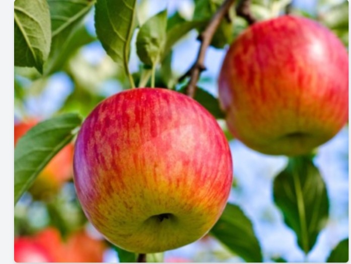 قیمت سیب قرمز ارومیه بصورت خرید عمده صادراتی