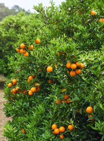 راهنمای خرید نارنگی شمال + قیمت عالی
