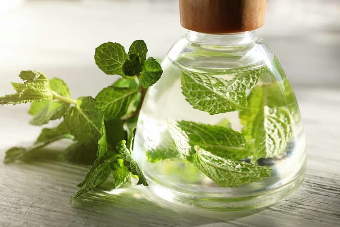 فروش عمده اسانس نعناع دشتی طبیعی گرید A