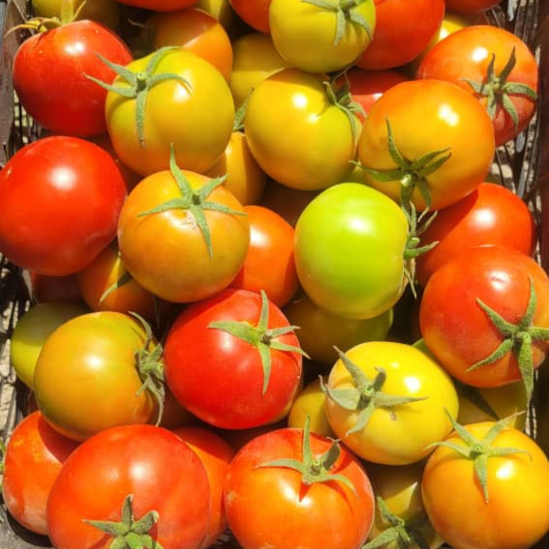 قیمت رب گوجه حلب 2.5 کیلویی عمده