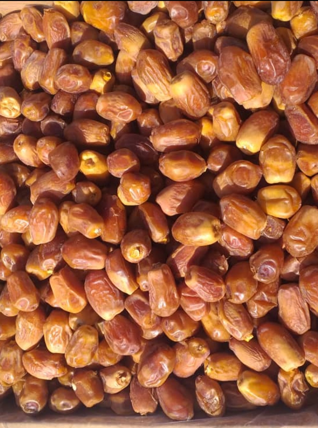 خرمای زاهدی صادراتی