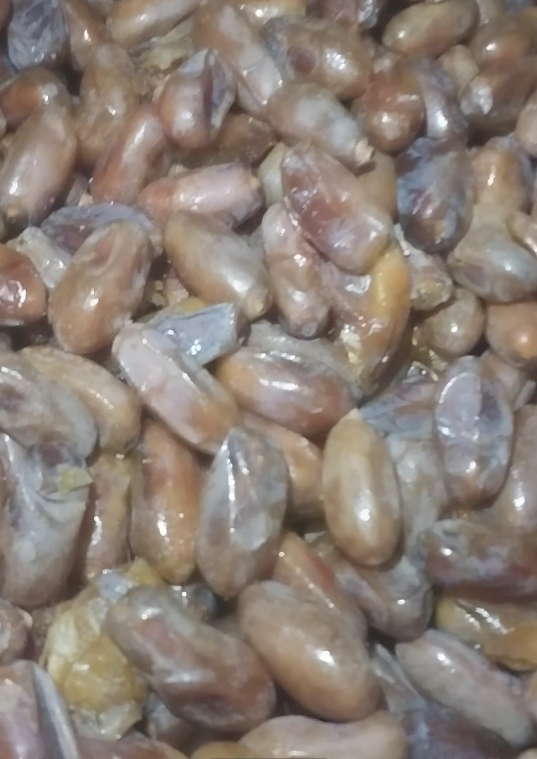 فروش عمده خرما شاهانی خاوران