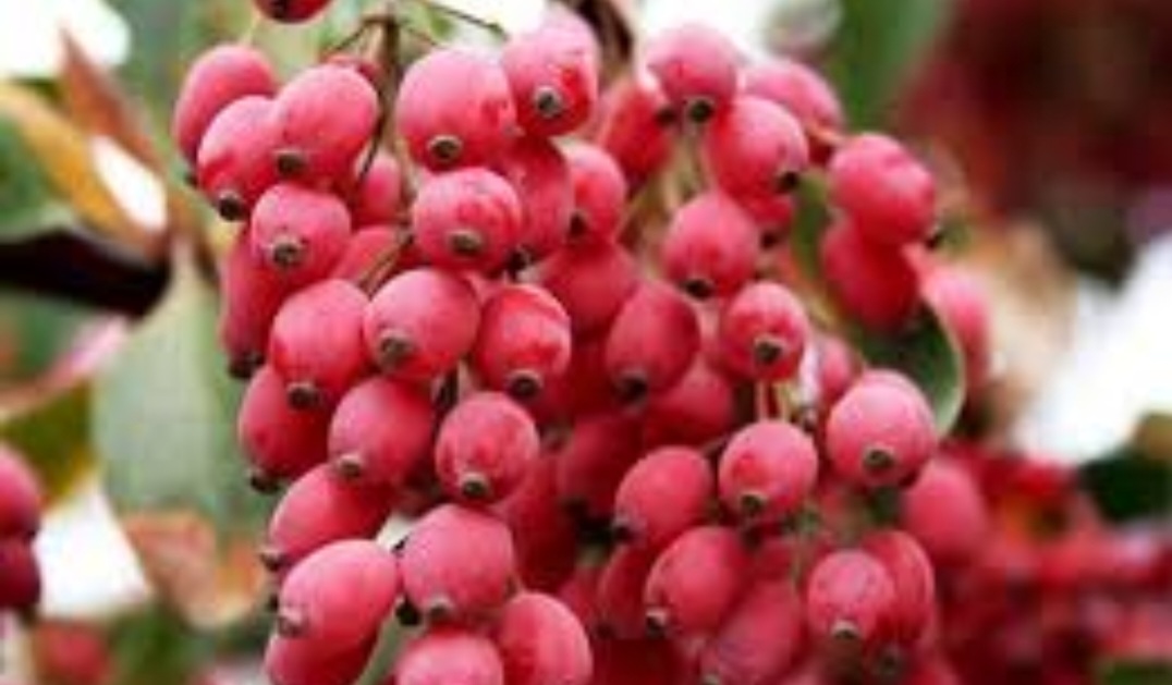 قیمت به صرفه زرشک شاخه ای خاص