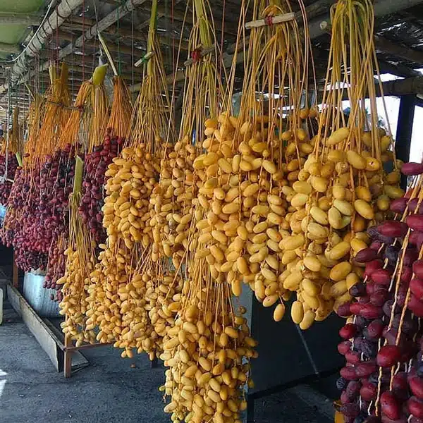 قیمت خرید  خرما خارک + فروش ویژه