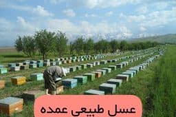 قیمت عمده عسل ییلاقی + شرایط خرید آسان