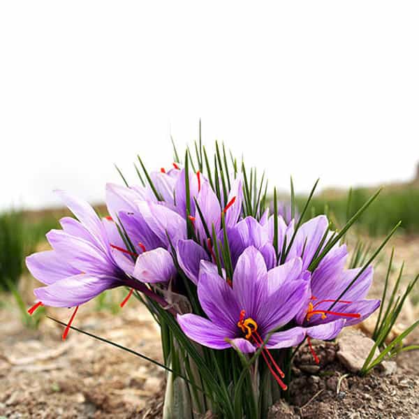 خرید و فروش گل زعفران، مقدمه‌ ای بر طلای سرخ صادراتی ایران با شرایط فوق العاده