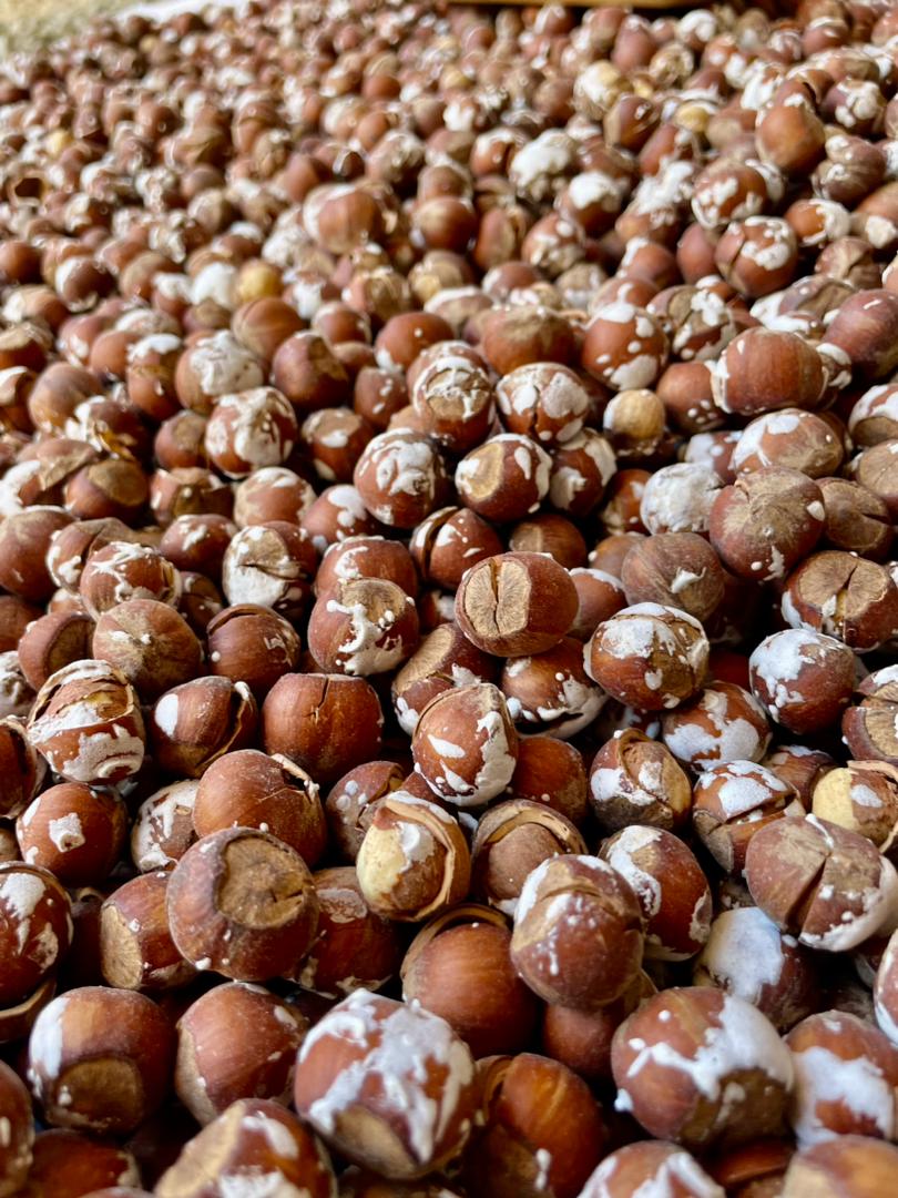 خرید و فروش فندق آجیلی شور + قیمت رقابتی
