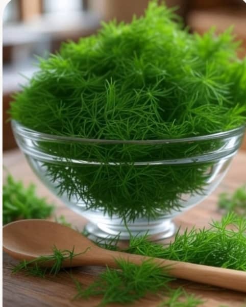 تصویر 4 از قیمت عمده شوید خشک تبریز