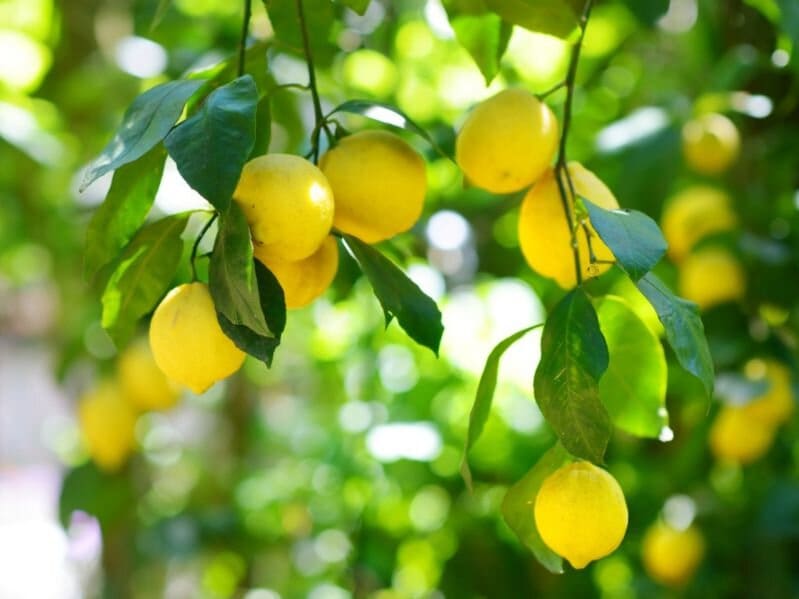 خرید و قیمت کنسانتره لیمو ترش شفاف + فروش صادراتی