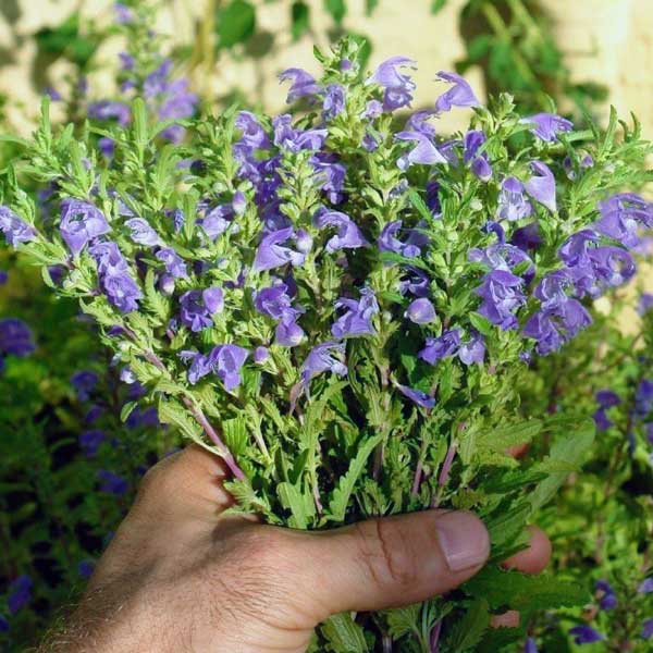 خرید عصاره خوراکی بادرنجبویه + قیمت استثنایی