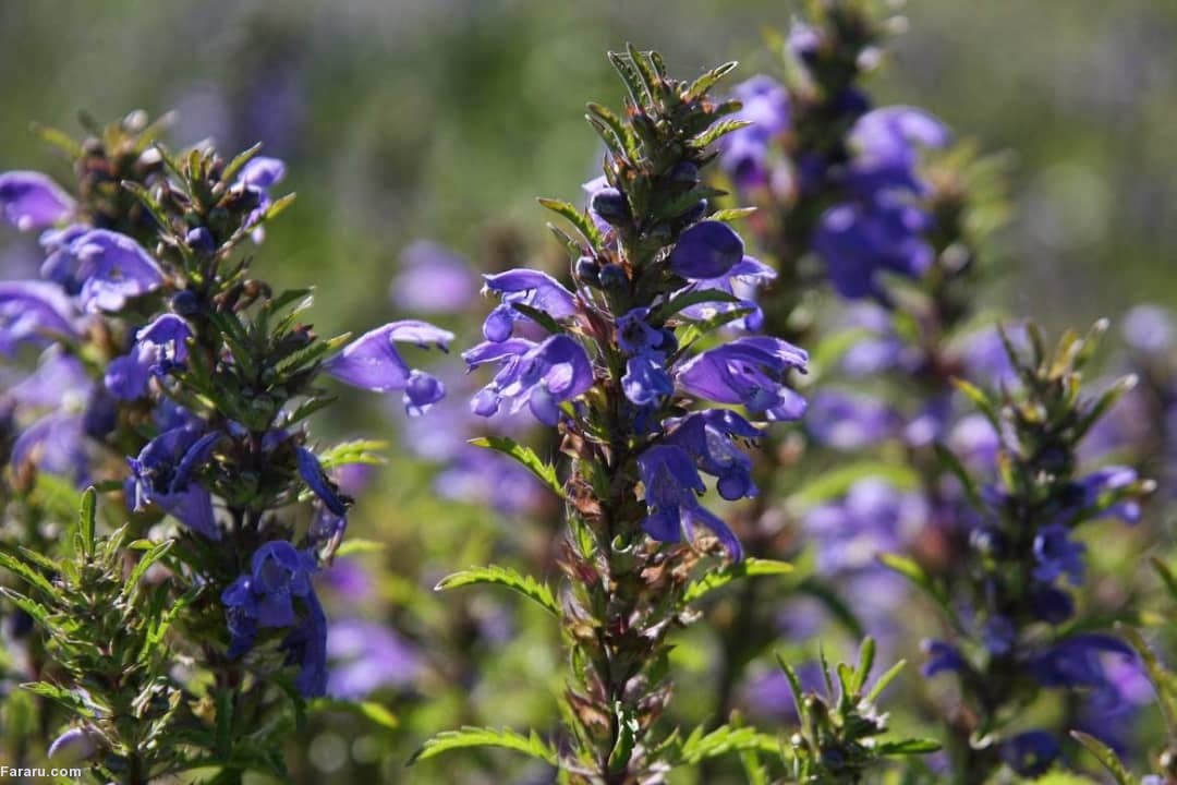 تصویر 1 از خرید عصاره خوراکی بادرنجبویه + قیمت استثنایی