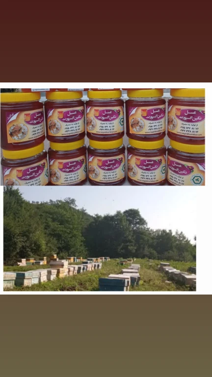 خرید عسل جنگلی نگین اکسپورت + فروش عمده