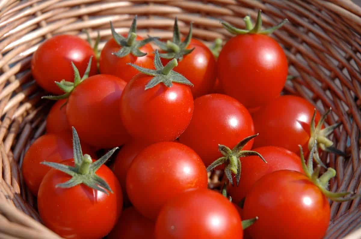 قیمت خرید گوجه افرا عمده به صرفه و ارزان