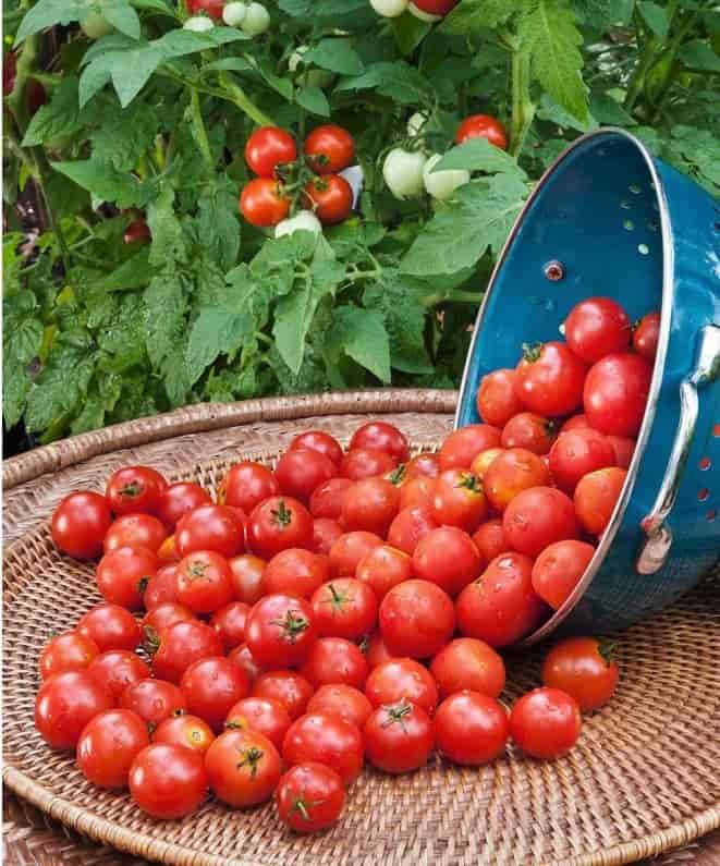 قیمت روز گوجه گیلاسی