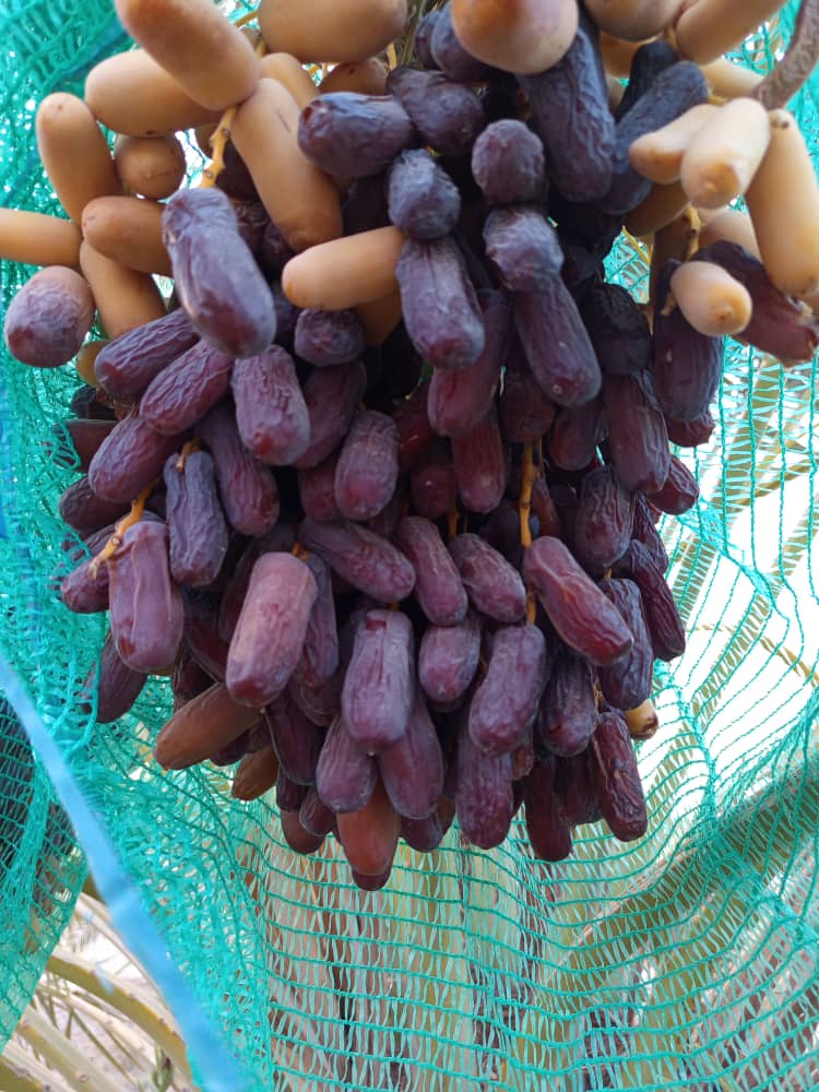 قیمت ویژه خرمای پیارم درجه یک