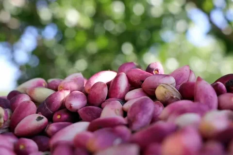 راهنمای خرید پوست پسته + قیمت عالی