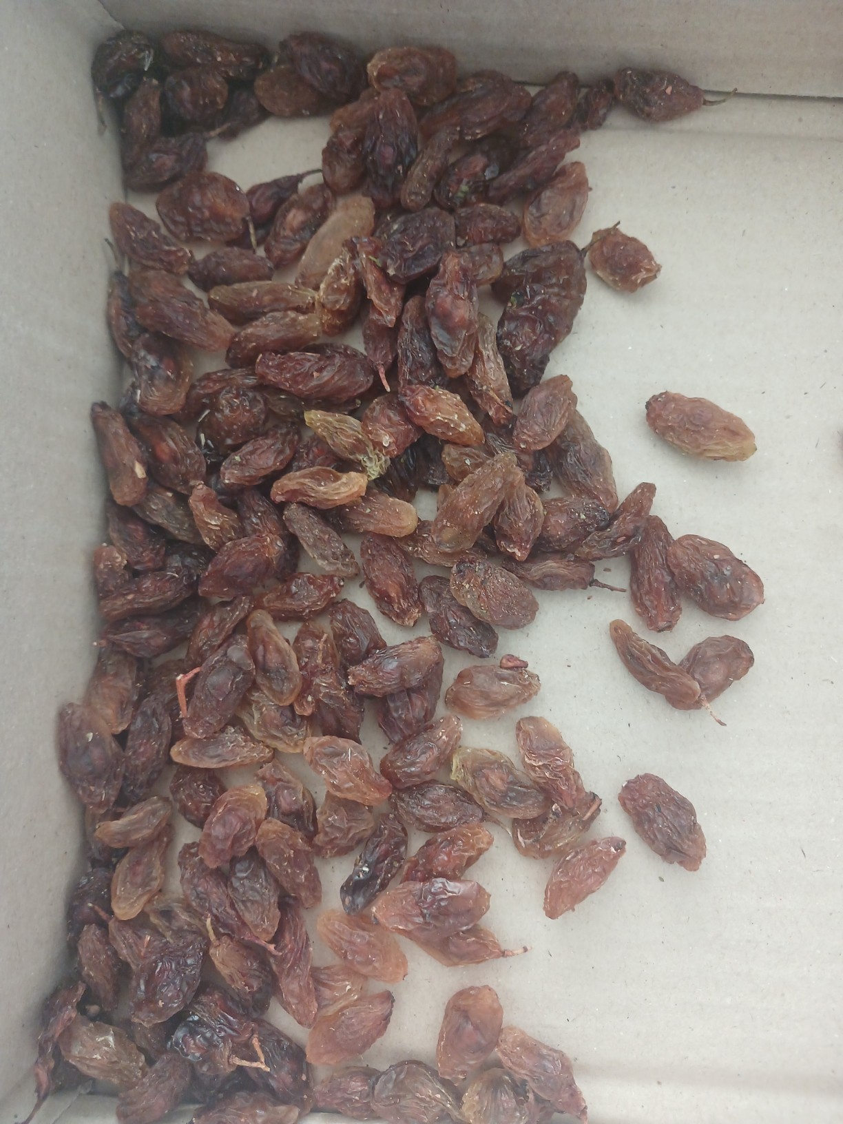 تصویر 1 از قیمت خرید مویز شیرازی +فروش عمده