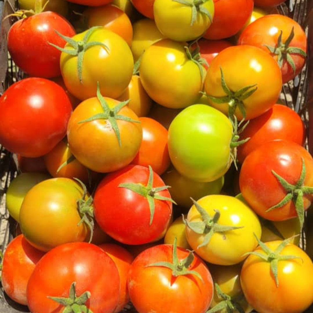 قیمت رب گوجه فرنگی قوطی 800 گرمی عمده در کلیدی