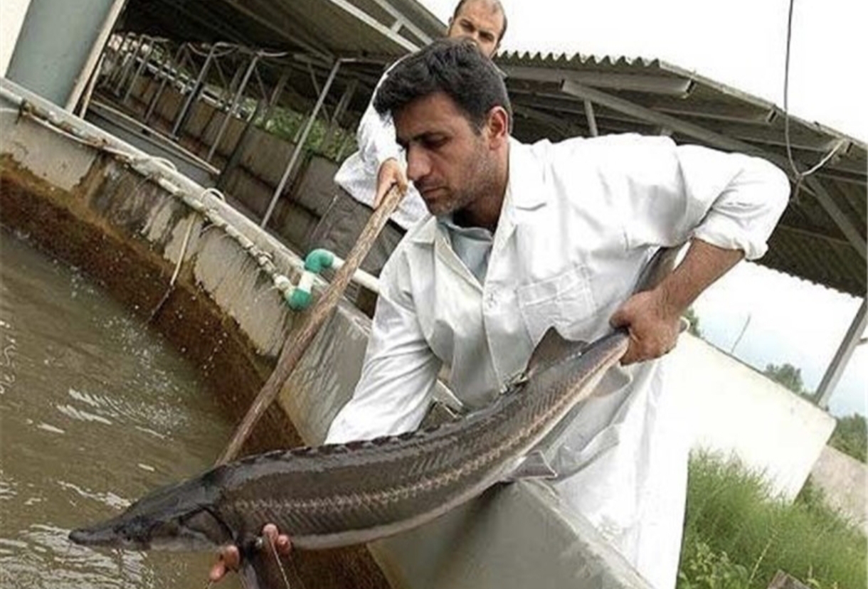 ماهی پرورشی خاویاری