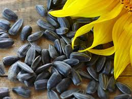 فروش ویژه و عمده تخمه خوی