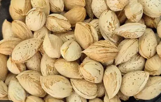 بادام کاغذی مرغوب + خرید به صرفه