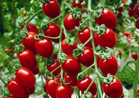 قیمت و خرید گوجه گیلاسی + فروش ارزان
