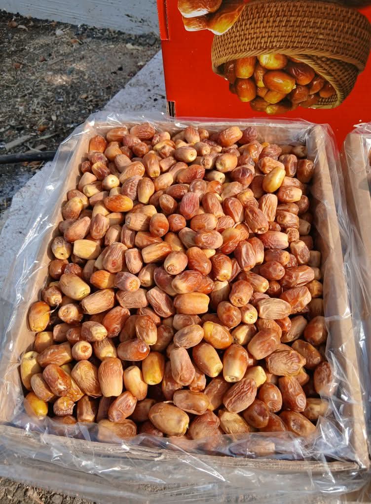 تصویر 1 از فروش قیمت انواع خرما زاهدی استان بوشهر بهترین کیفیت صادراتی