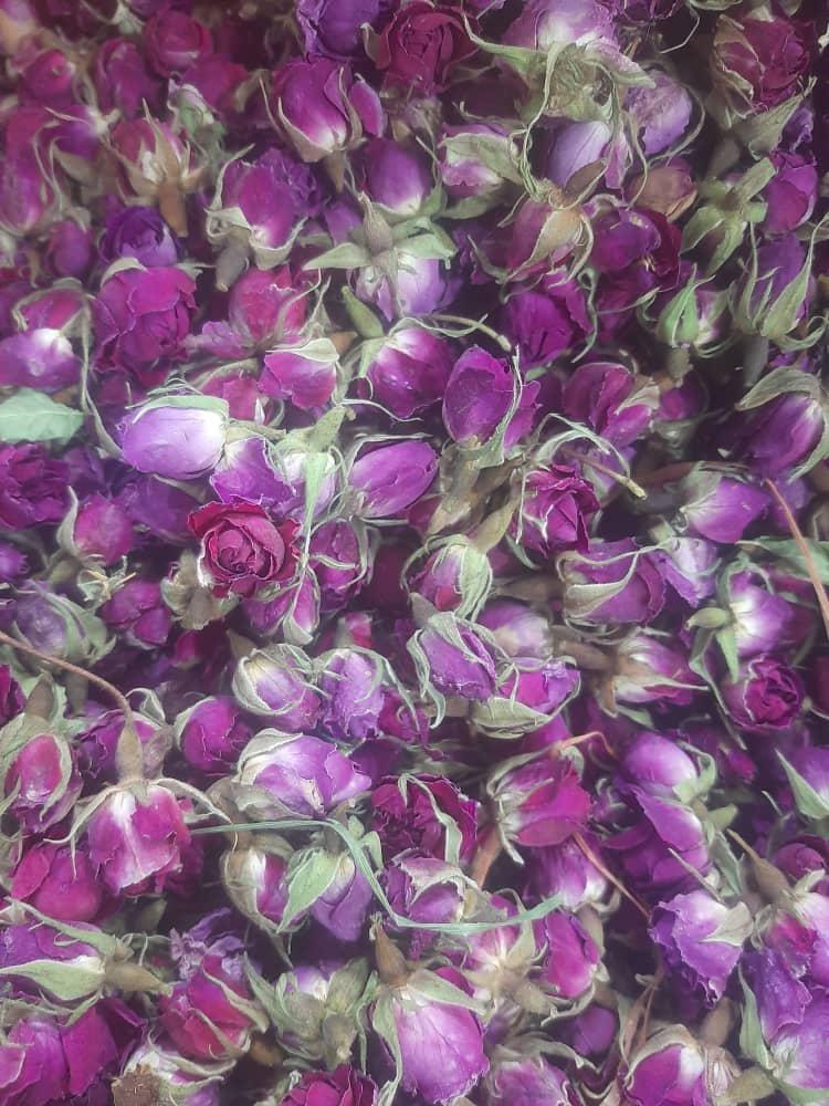 خرید عمده و به صرفه غنچه گل محمدی + ویژه صادرات