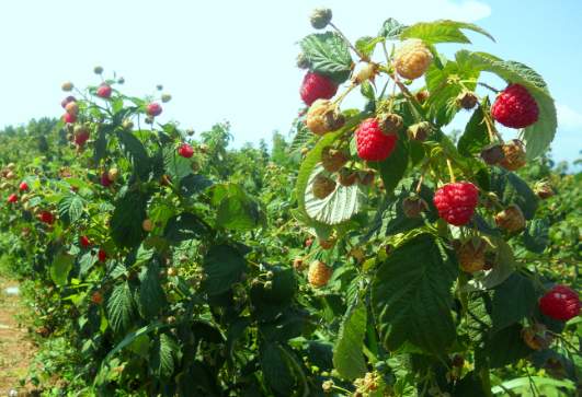 خرید نهال رزبری اصلاح‌ شده پر بار مناسب تولید عمده گلخانه ای و اقلیم معتدل
