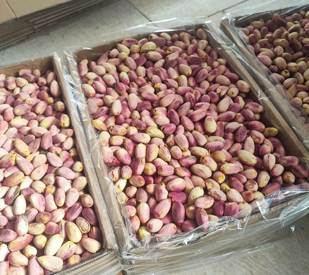 فروش پسته اکبری تر در فارس