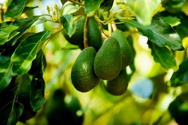 خرید نهال آووکادو وورتز شروعی سبز برای باغی پر بار سود آور و خاص