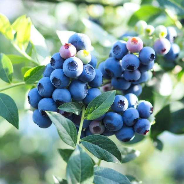 پخش عمده نهال بلوبری سان‌ شاین مناسب کشت تجاری و صادراتی