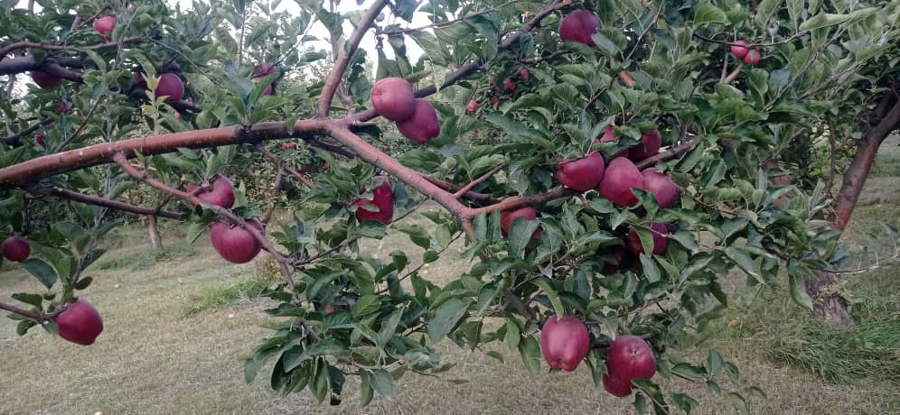 خرید و فروش سیب قرمز کوهستانی فله ای