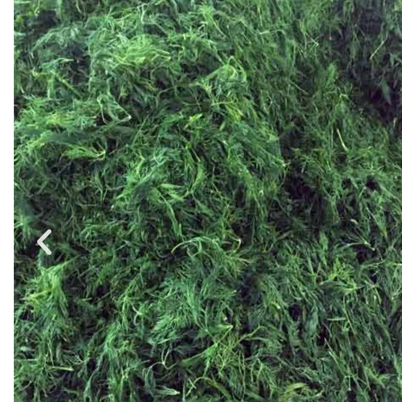 خرید و فروش شوید خشک شیراز + لیست قیمت