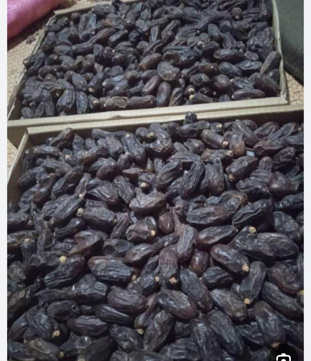 قیمت ویژه خرما ربی
