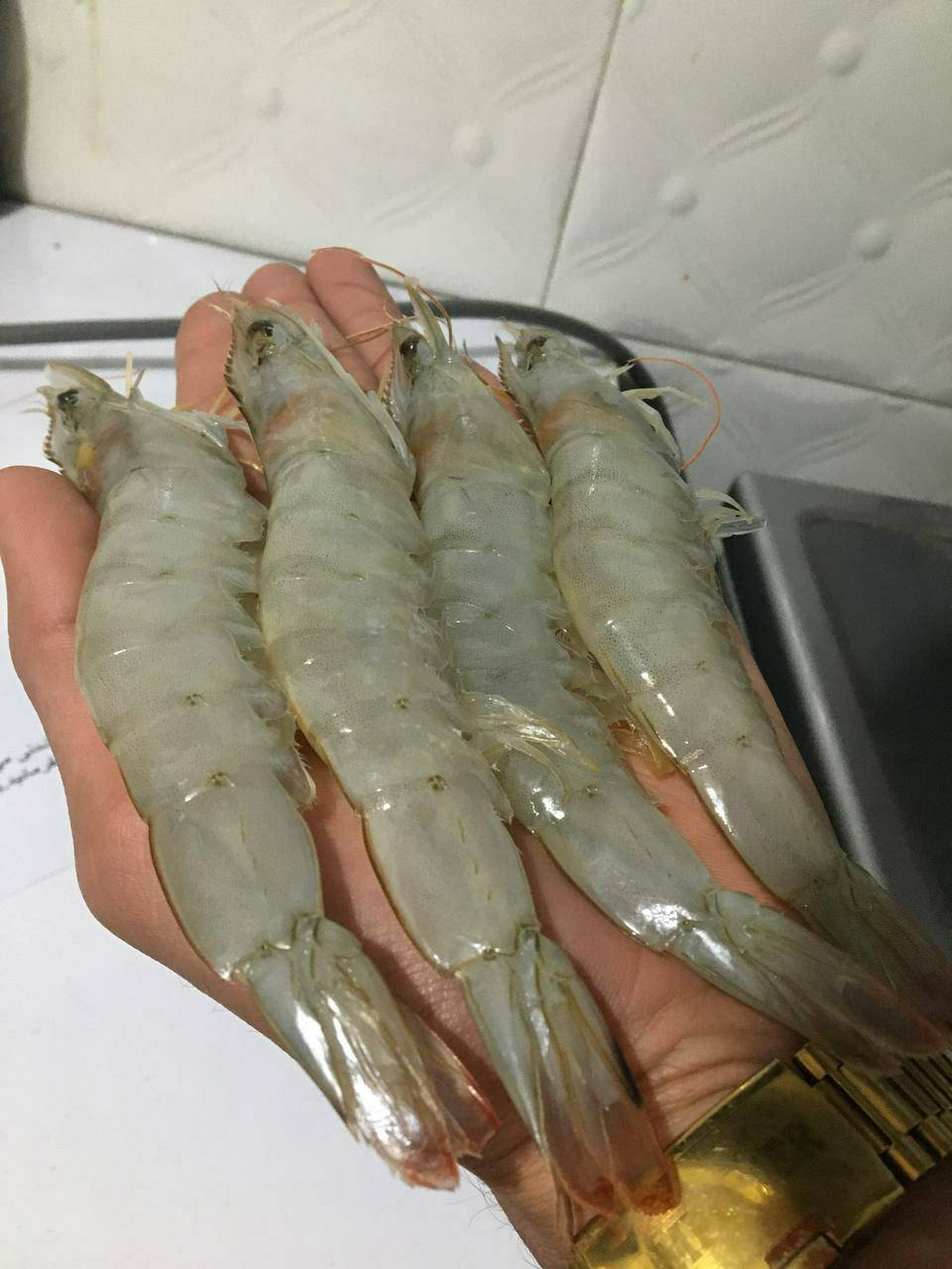 قیمت میگو پرورشی امروز در بازار بوشهر