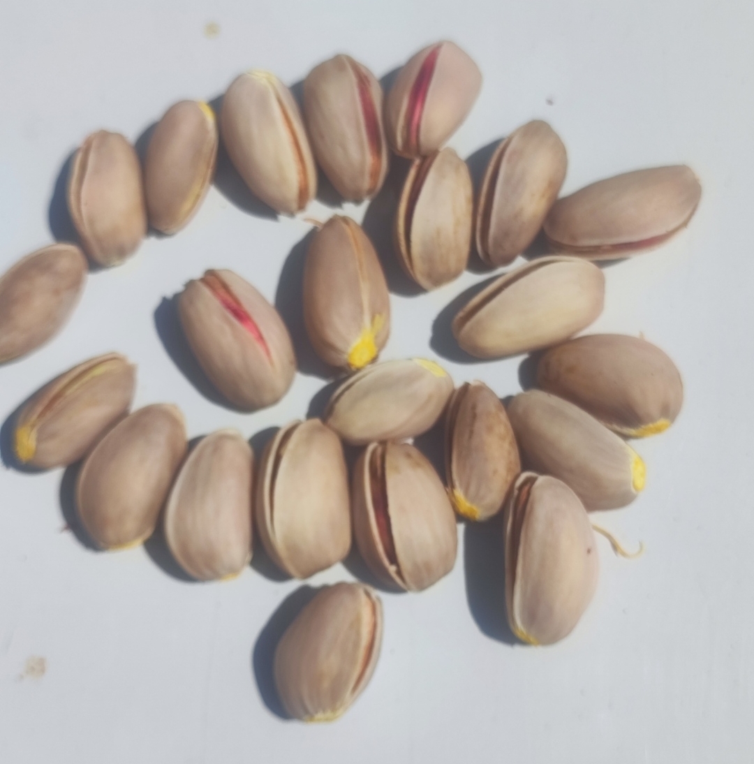 تصویر 4 از پسته شور کنی شیراز درشت مناسب آجیل