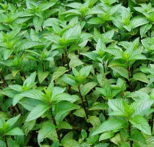 خرید نعناع فلفلی صادراتی + برگ خالص و عطر قوی