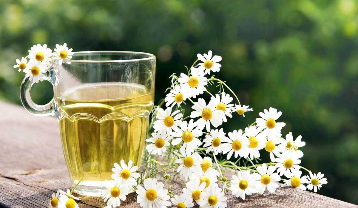 تصویر 1 از خرید بابونه سفید صادراتی + کیفیت درمانی و عطر طبیعی